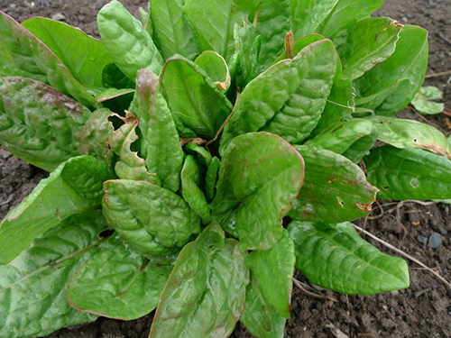 patience dock plant leaves