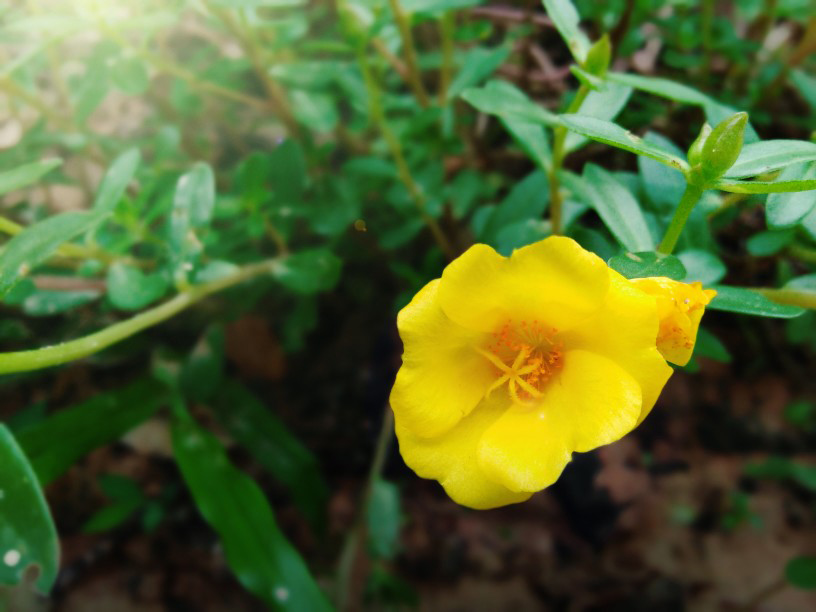 purslane plant flower