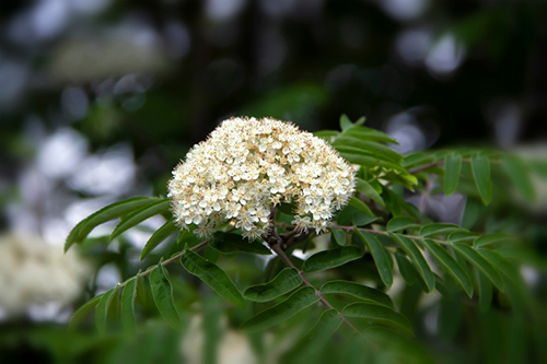 Rowan tree flowers in the spring time