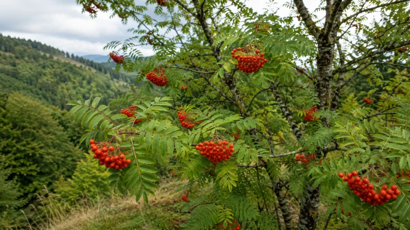 Rowan tree with clusters of orange-red Sorbus aucuparia berries and pinnate leaves
