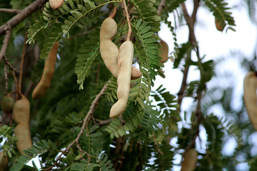 tamarind tree fruit and leaves