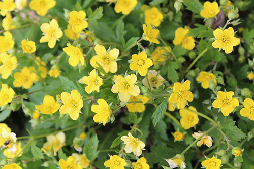 tormentil plant flowers