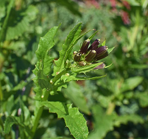 wild lettuce leaves and flower bud