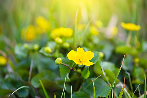 cowslip plant flowers