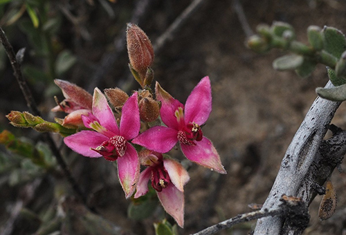 rhatany flowers and leaves