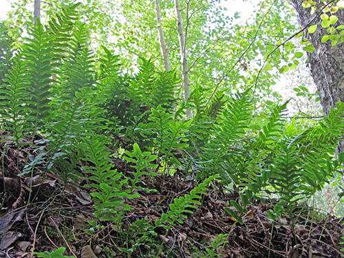 Female Fern Benefits