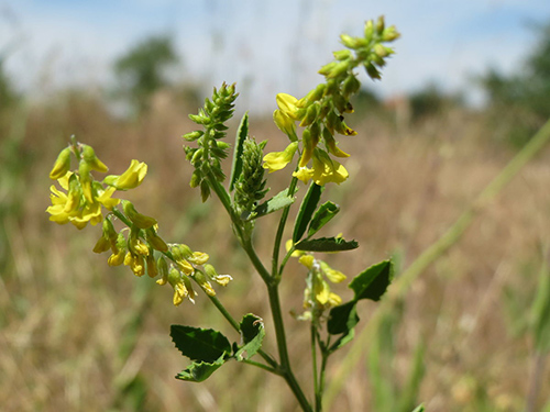 sweet clover flower and leaves