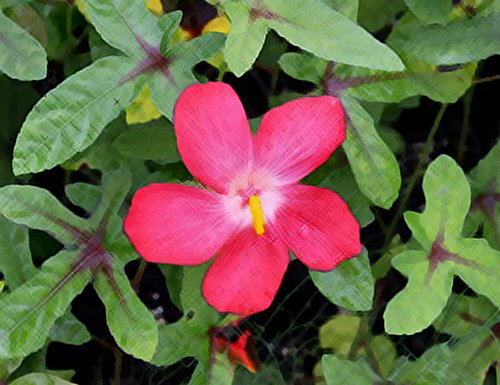 red abelmosk flower and leaves