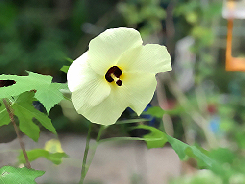 yellow abelmosk flower