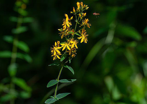 agrimony flower and leaves