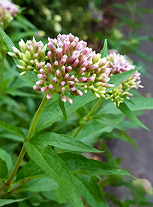 hemp agrimony leaves and flowers