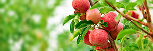 apple on tree with leaves and branches