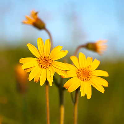 Arnica plant flower