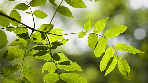 Bird's tongue leaves and branches