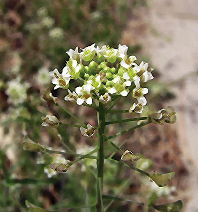 Shepherd's purse