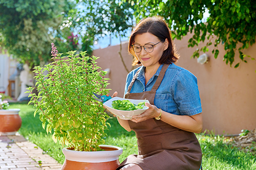 woman picking basil from plant and having leaves in a bowl