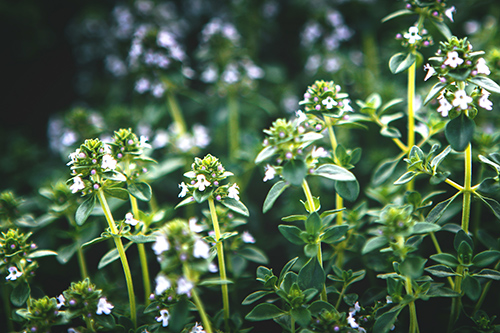 basil leaves and flowers