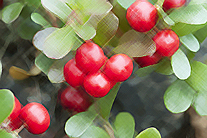 Bearberry