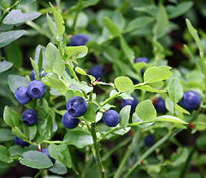 bilberry plant with fruits and leaves