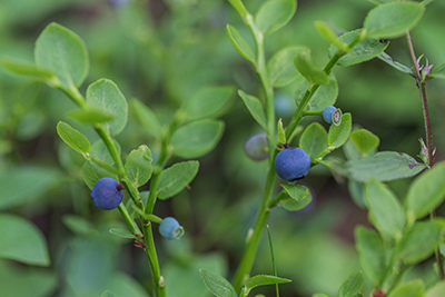 bilberry plant with leaves and berries