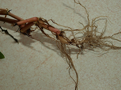 bistort root