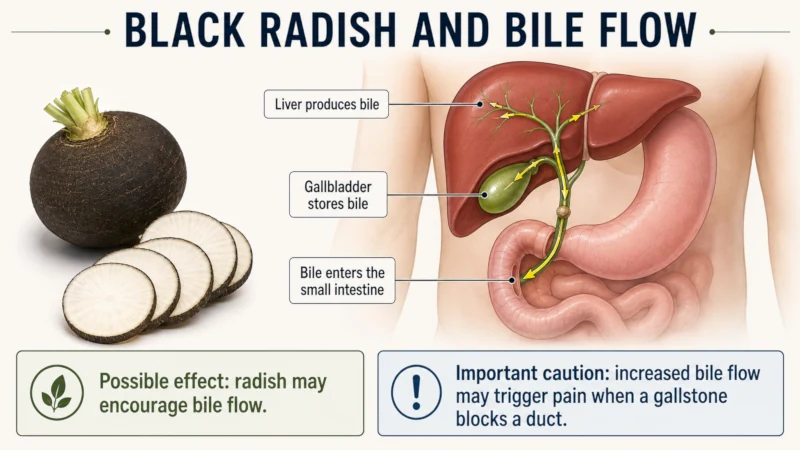 Diagram of bile flowing from liver to gallbladder to small intestine.
