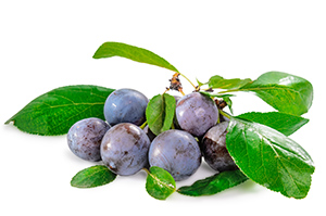 blackthorn berries with its leaves