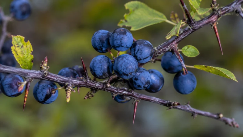 Ripe blue-black sloe berries on a thorny blackthorn branch
