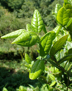 boldo plant leaves