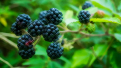 bramble berries on the tree