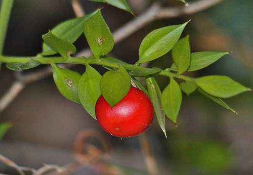 Butcher's broom plant with fruit and leaves