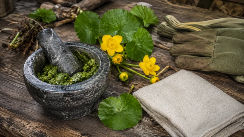 Historical Caltha palustris poultice ingredients shown with protective gloves