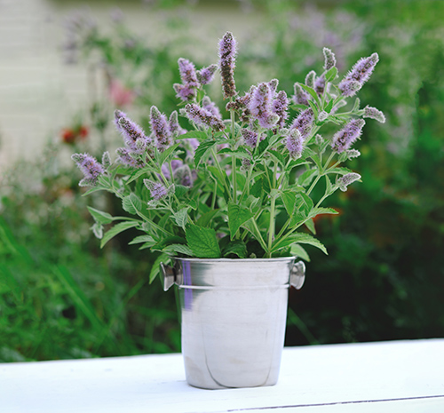 catnip benefits with leaves and flowers in flower pot on a table