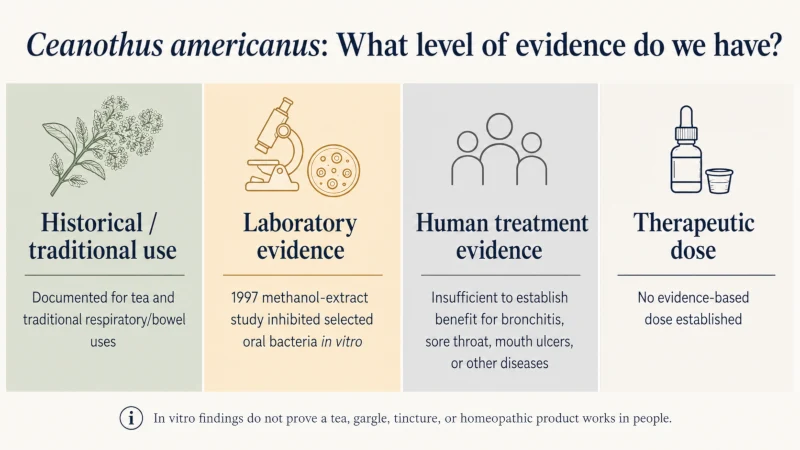 Evidence ladder for Ceanothus americanus showing documented traditional use, laboratory oral-bacteria findings, limited human treatment evidence, and no established therapeutic dose.