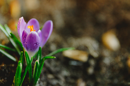 meadow saffron plant and flowers