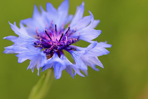 cornflower plant one of the best herbs for eye health