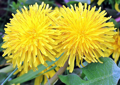 dandelion plant