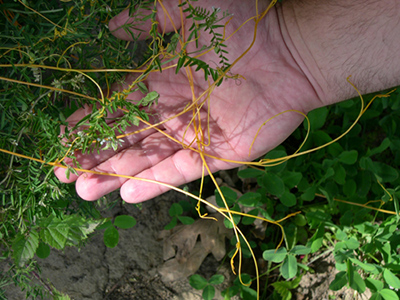A hand picking up stringy vines of the dodder