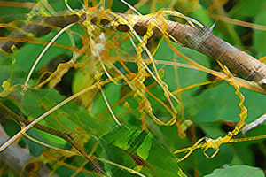 Dodder Plant Medicinal Uses 5