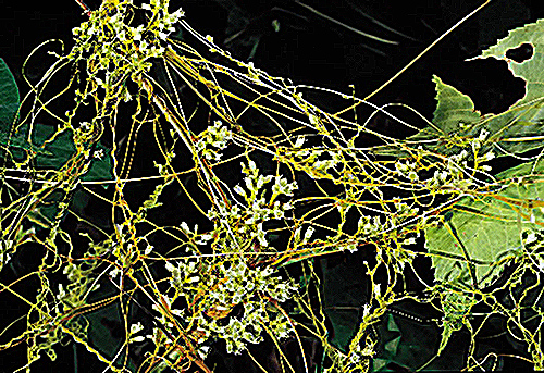 dodder plant and its healing properties