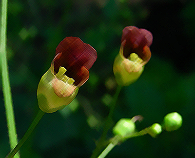 figwort plant