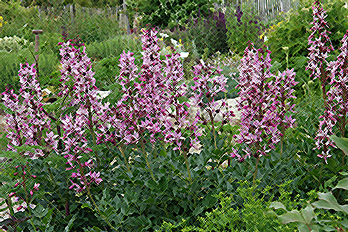 fraxinella plant and flowers