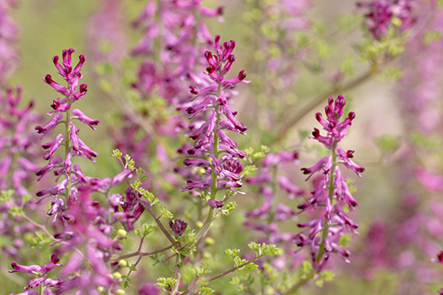 fumitory plant flowers and leaves