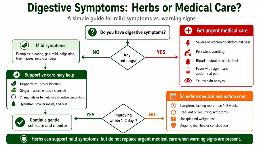 Decision tree showing when mild digestive symptoms can be supported with herbs and when red flags require urgent medical care. 