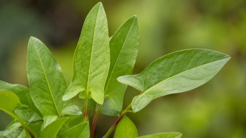Arrow-shaped leaves of garden sorrel, Rumex acetosa.