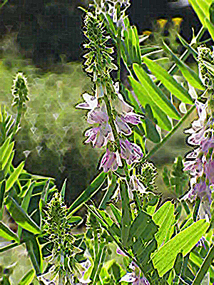 Goat's rue plant for women