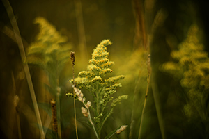 Goldenrod flower in a garden