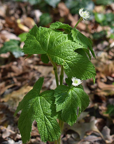 goldenseal plant leaves