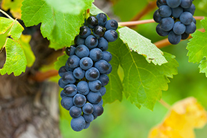 grapes on a grapevine with leaves
