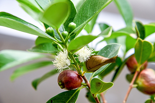 guava herbs for teeth and gums